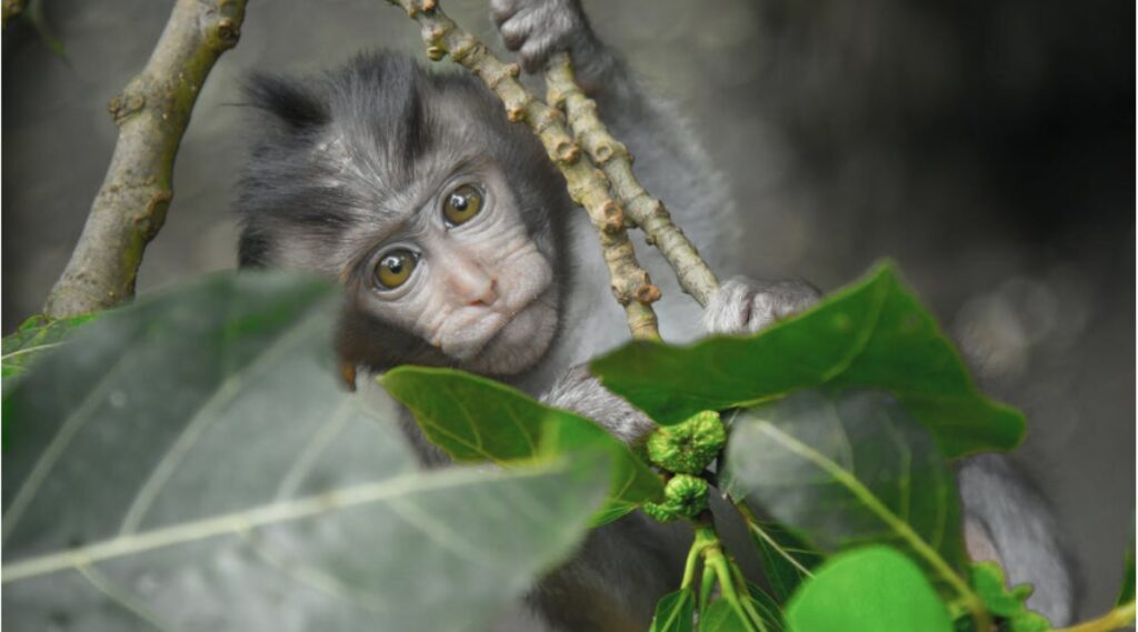 visit in bali monkey forests