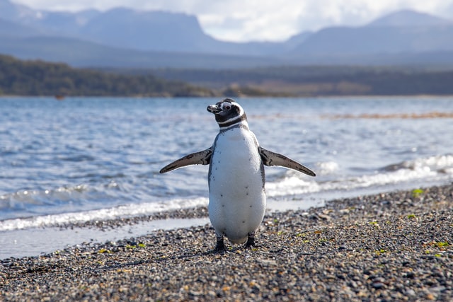 Un pingüino de Ushuaia